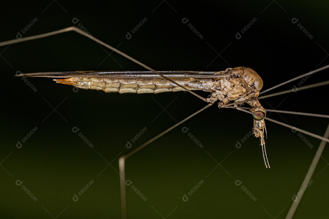 Mosca limonídea adulta da família Tipulidae