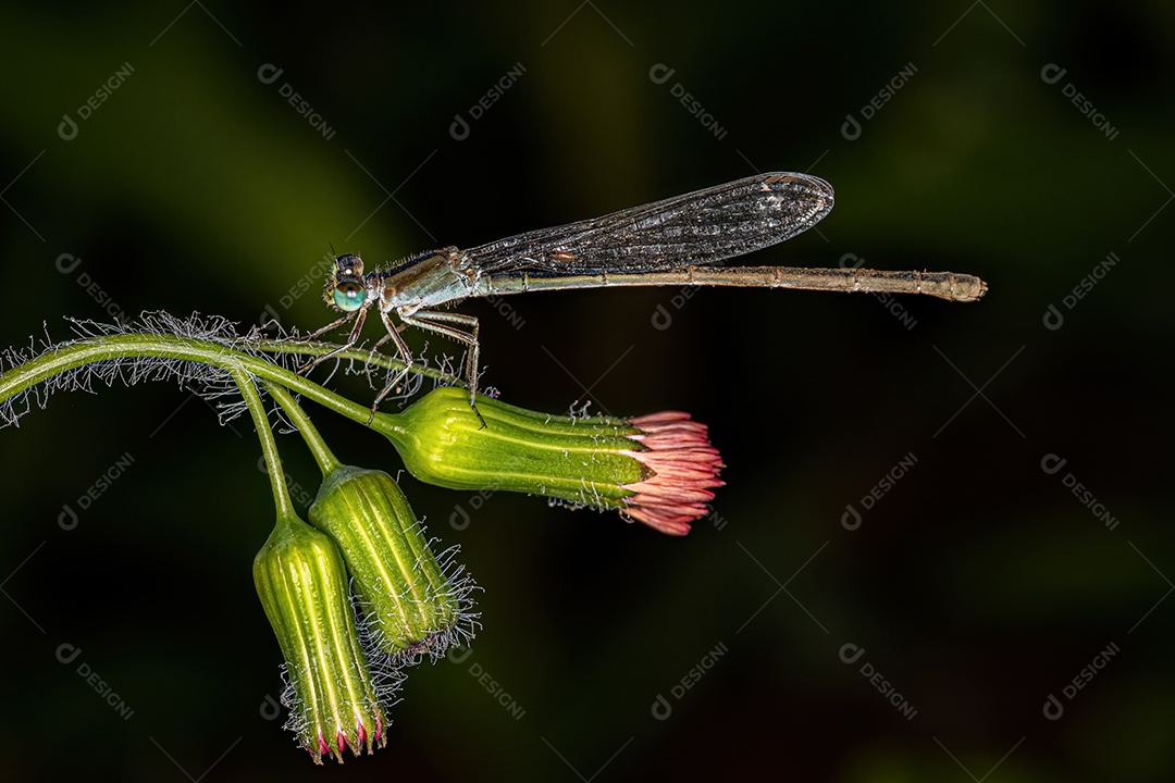 Libelinha-de-asa-estreita adulta da família Coenagrionidae