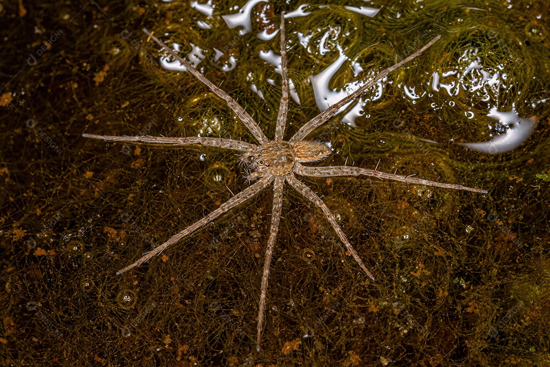 Pequena aranha de teia de berçário do gênero Thaumasia