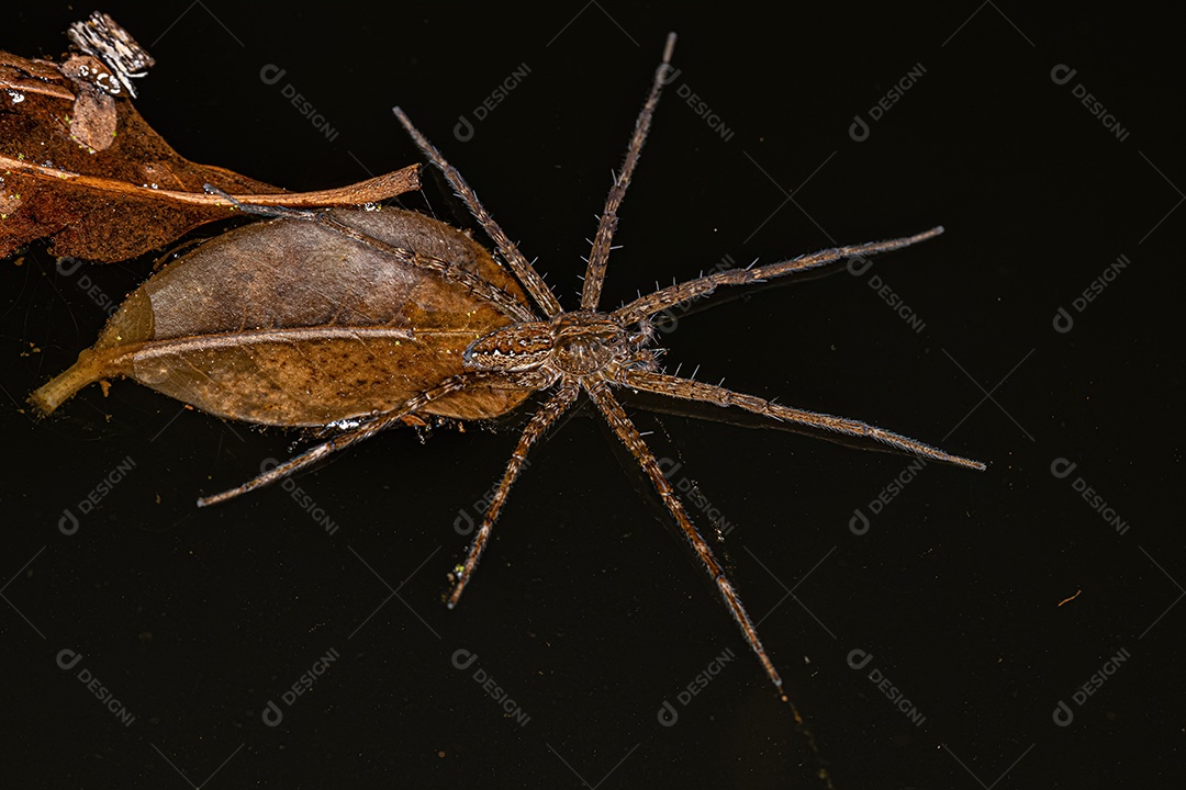 Pequena aranha de teia de berçário do gênero Thaumasia