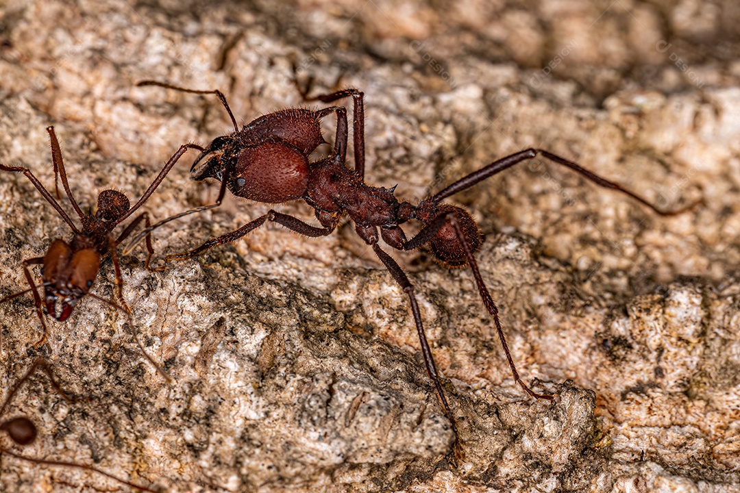 Formiga cortadeira Atta adulta do gênero Atta