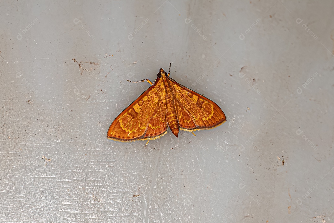 Mariposa adulta da família Crambidae