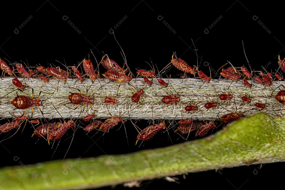 Grupo de pequenos pulgões vermelhos da Família Aphididae