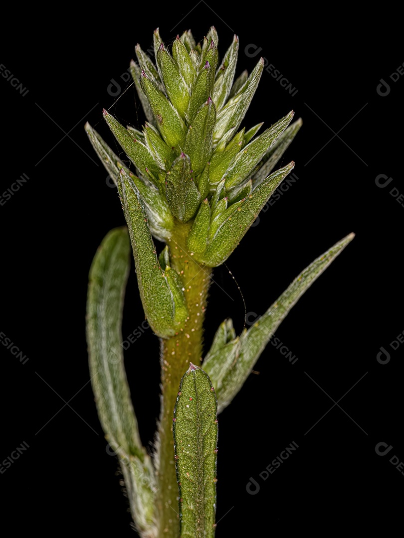 Folha pequena da árvore Dicot da Classe Magnoliopsida