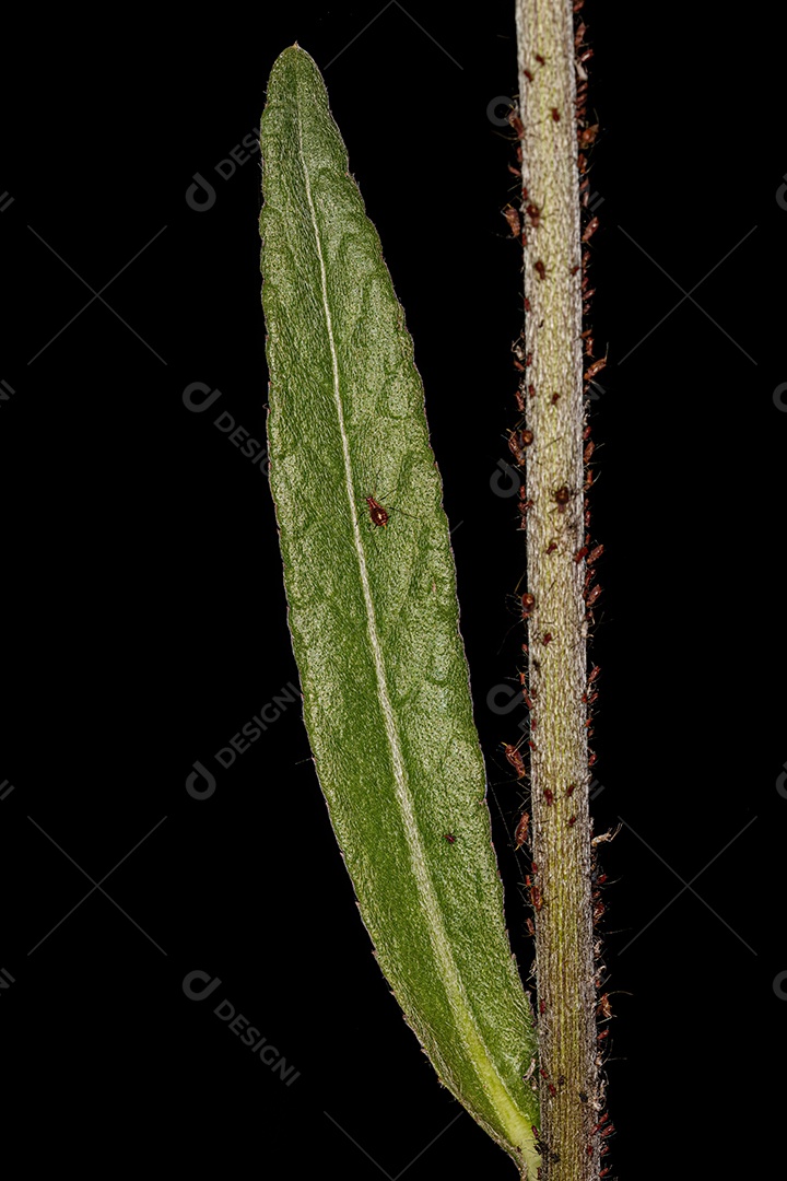 Folha pequena da árvore Dicot da Classe Magnoliopsida