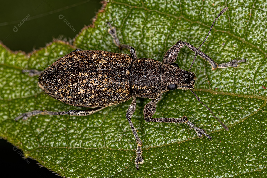 Gorgulho-de-nariz-largo adulto da tribo Naupactini