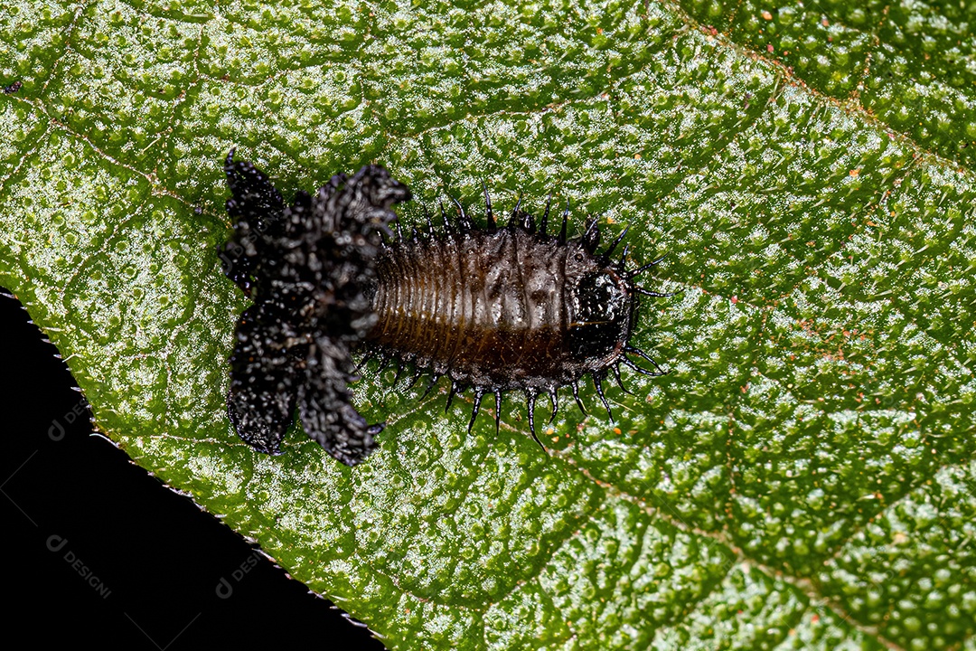 Larva do besouro da tartaruga da subfamília Cassidinae