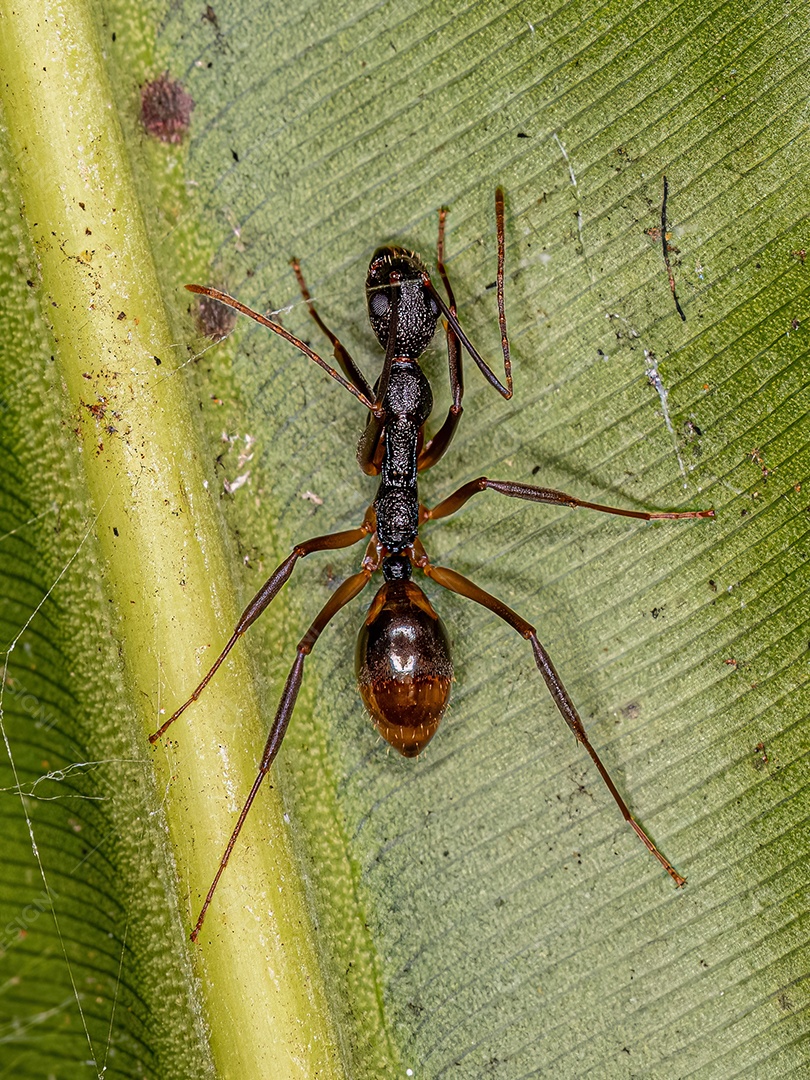 Formiga Odorosa adulta da espécie Dolichoderus imitator