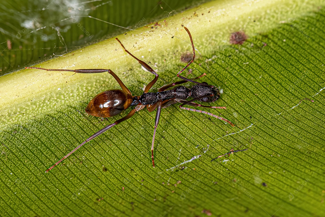 Formiga Odorosa adulta da espécie Dolichoderus imitator