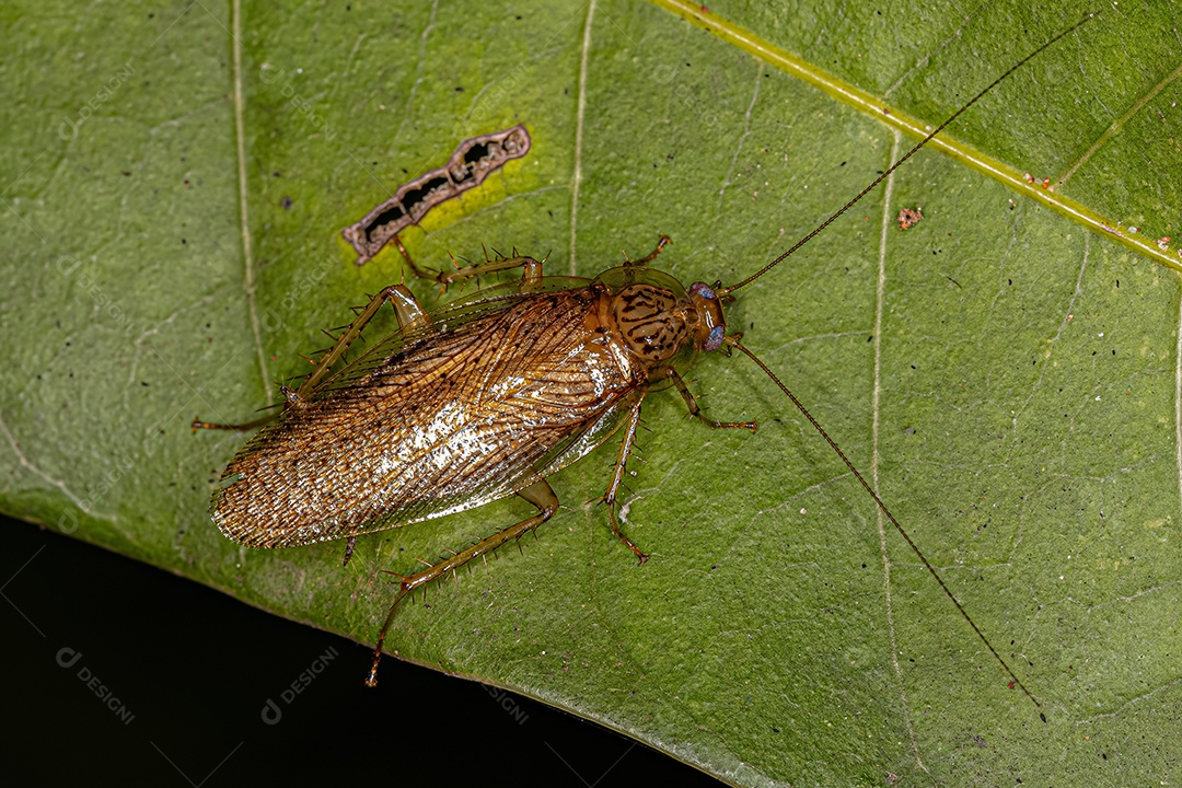 Barata de madeira adulta da família Ectobiidae