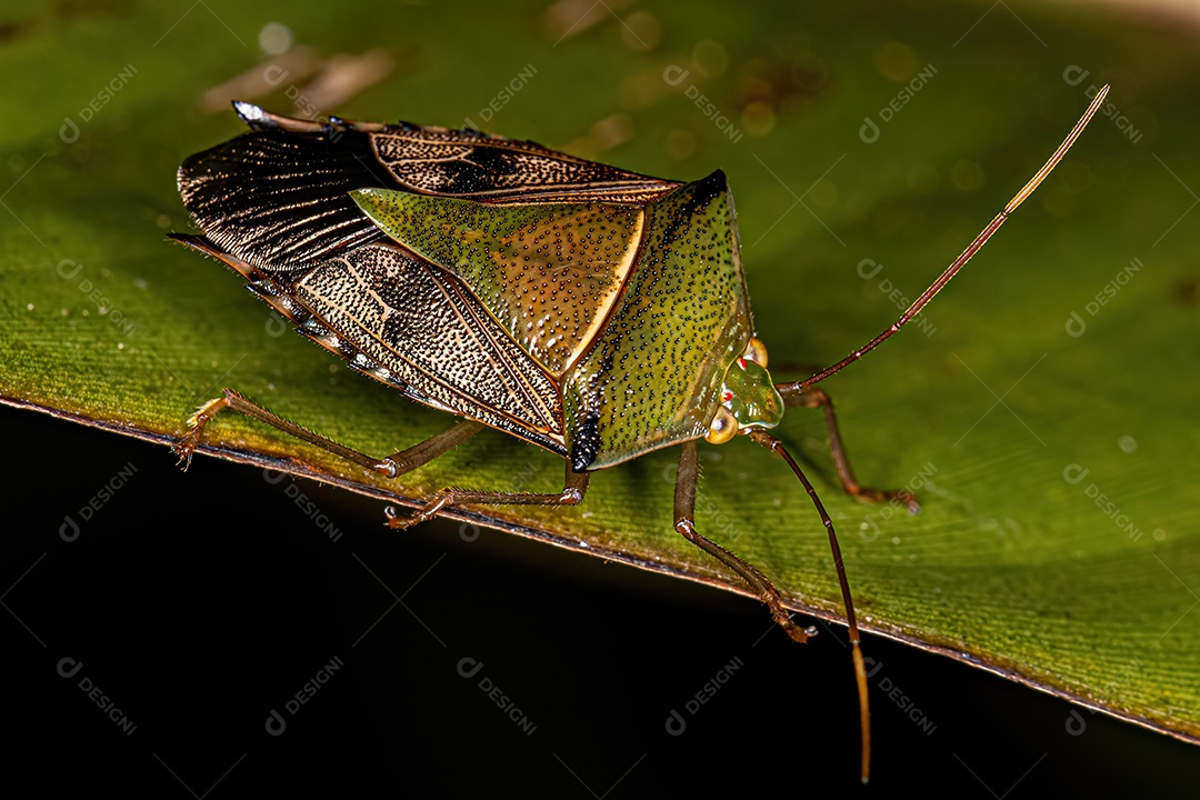 Percevejo adulto da subfamília Edessinae
