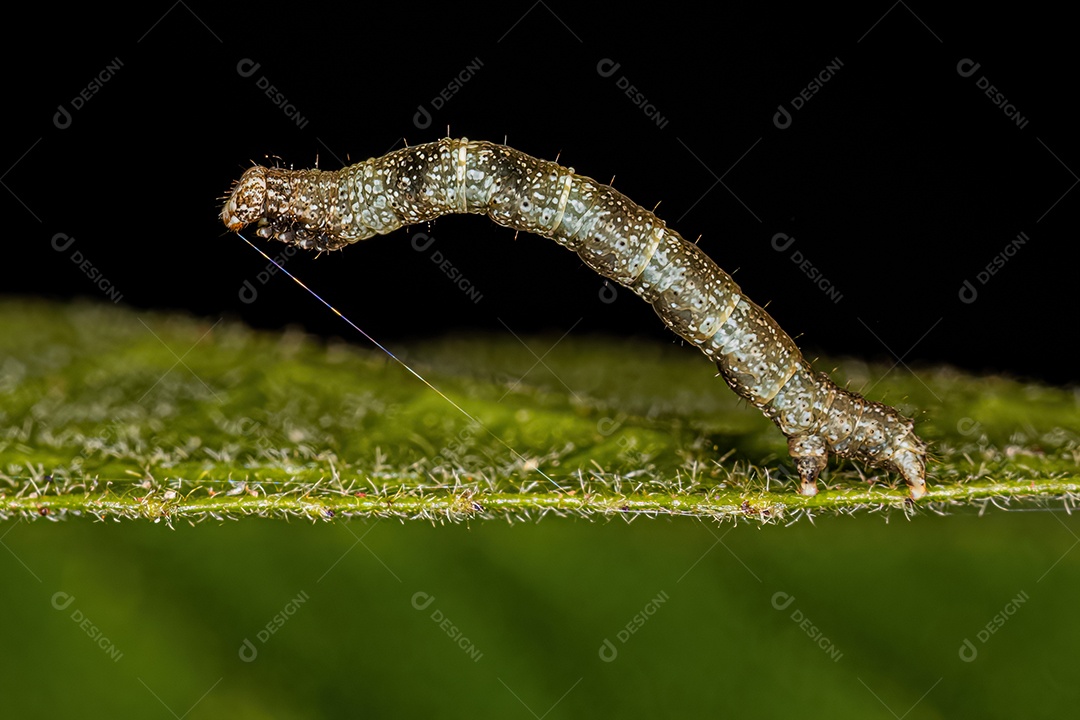 pequena larva de mariposa da Ordem Lepidoptera