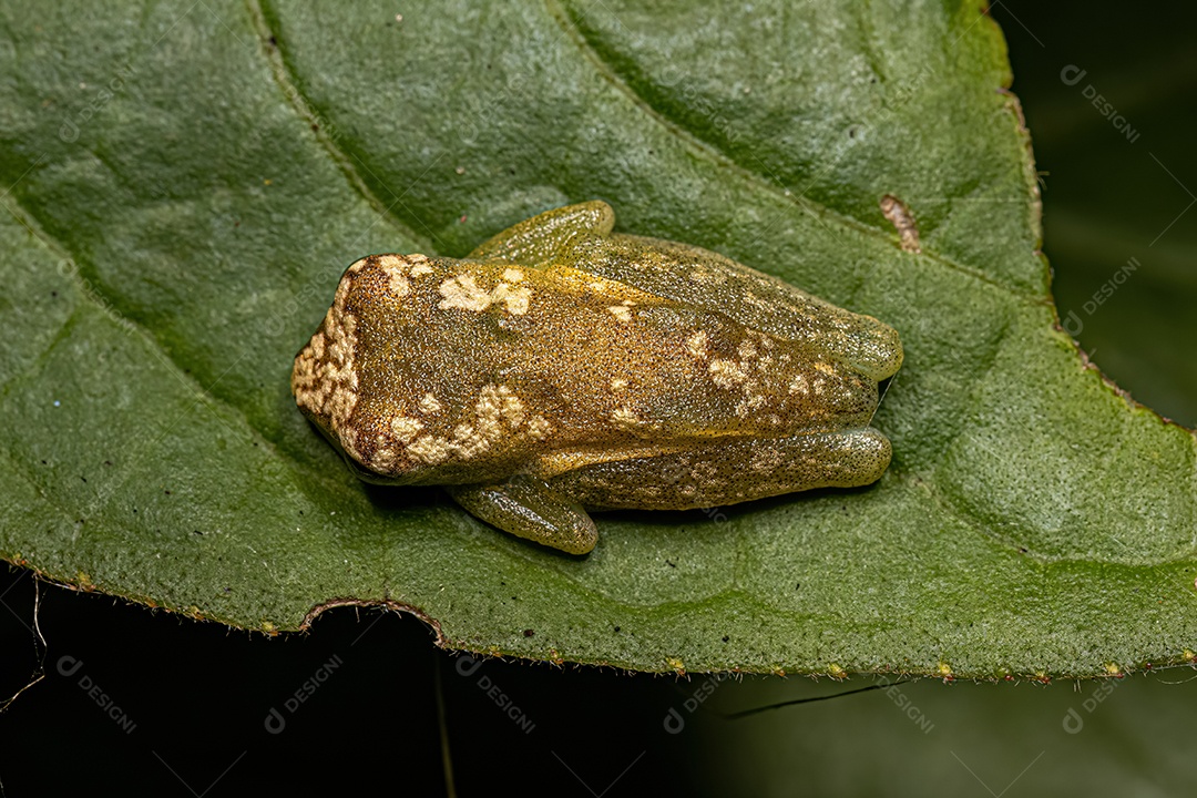 Perereca amarela do gênero Dendropsophus