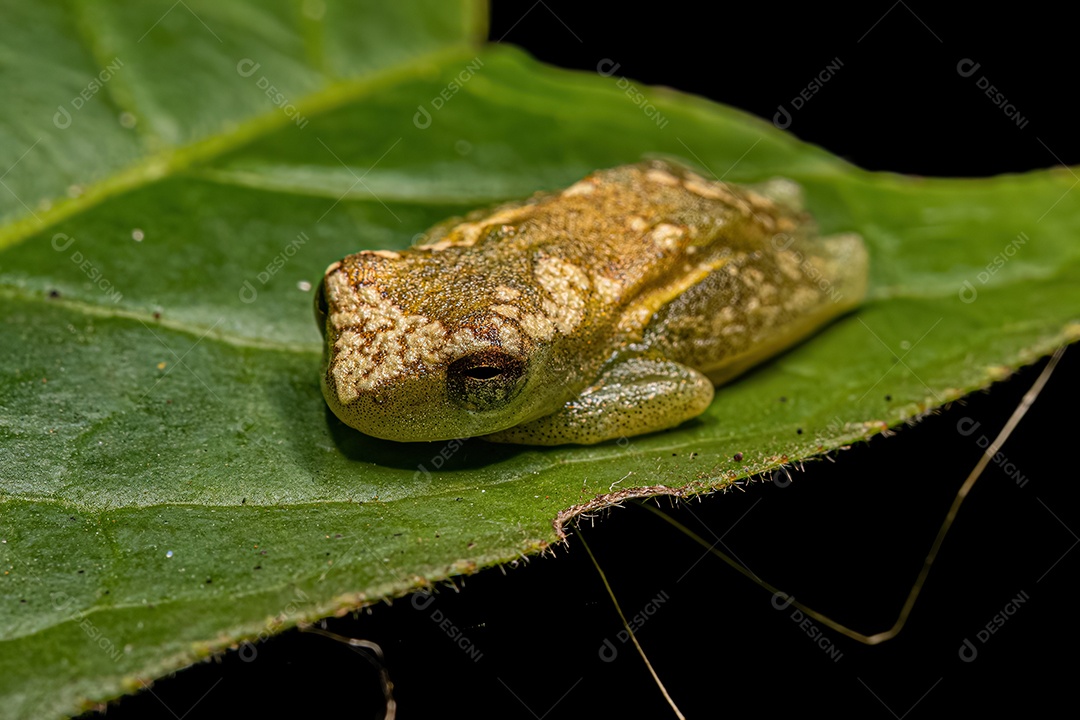 Perereca amarela do gênero Dendropsophus