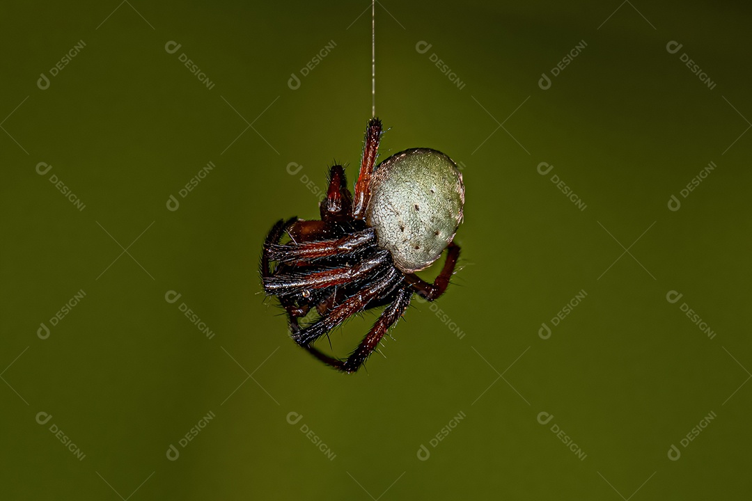 Aranha Orbweaver típica do gênero Eriophora