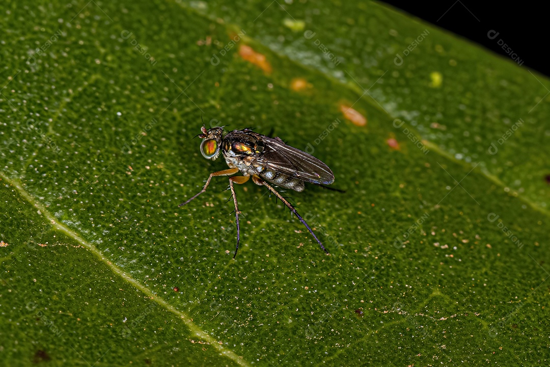 Mosca pernalta adulta do gênero Paraclius