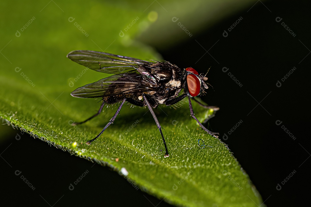 Mosca muscóide adulta da superfamília Muscoidea