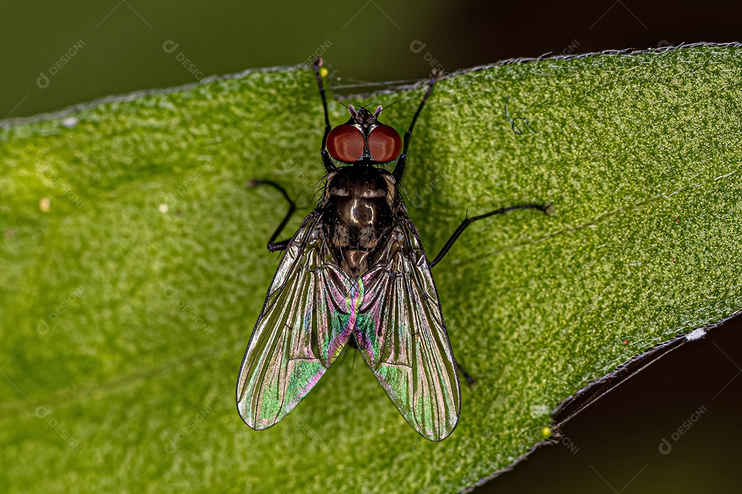 Mosca muscóide adulta da superfamília Muscoidea