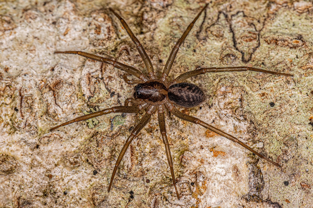Pequena Aranha Corinoide do Gênero Xeropigo