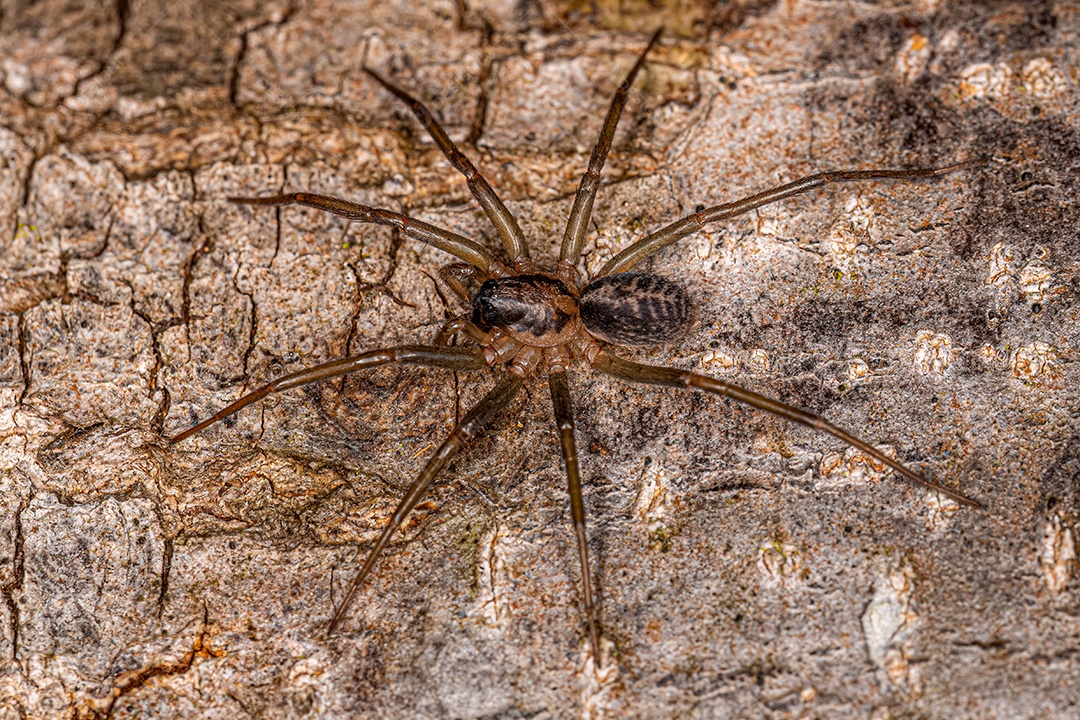 Pequena Aranha Corinoide do Gênero Xeropigo