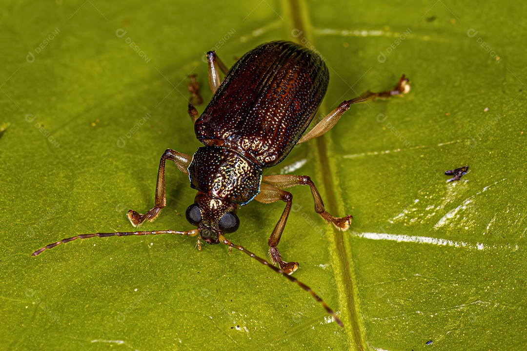 Besouro da folha adulto da subfamília Eumolpinae