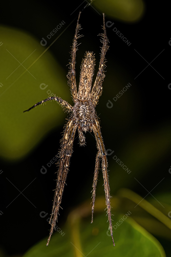Aranha Caçadora de Casca Pequena do Gênero Senoculus