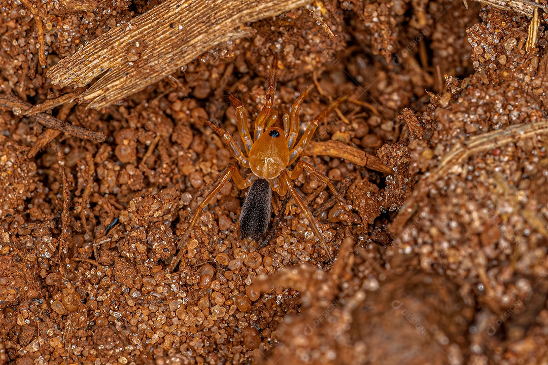 Pequena aranha laranja sem pulmão da família Caponiidae
