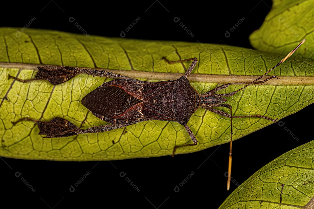 Inseto de patas folhosas adulto da espécie Leptoglossus estigma