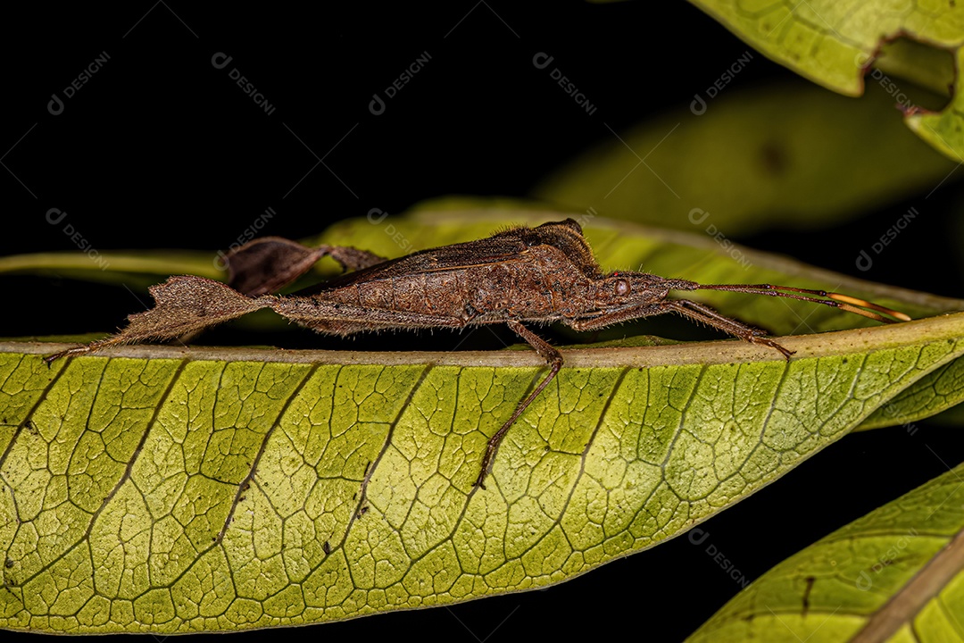 Inseto de patas folhosas adulto da espécie Leptoglossus estigma