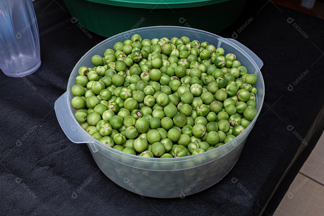 Pequenos frutos verdes de jurubeba coletados em um recipiente
