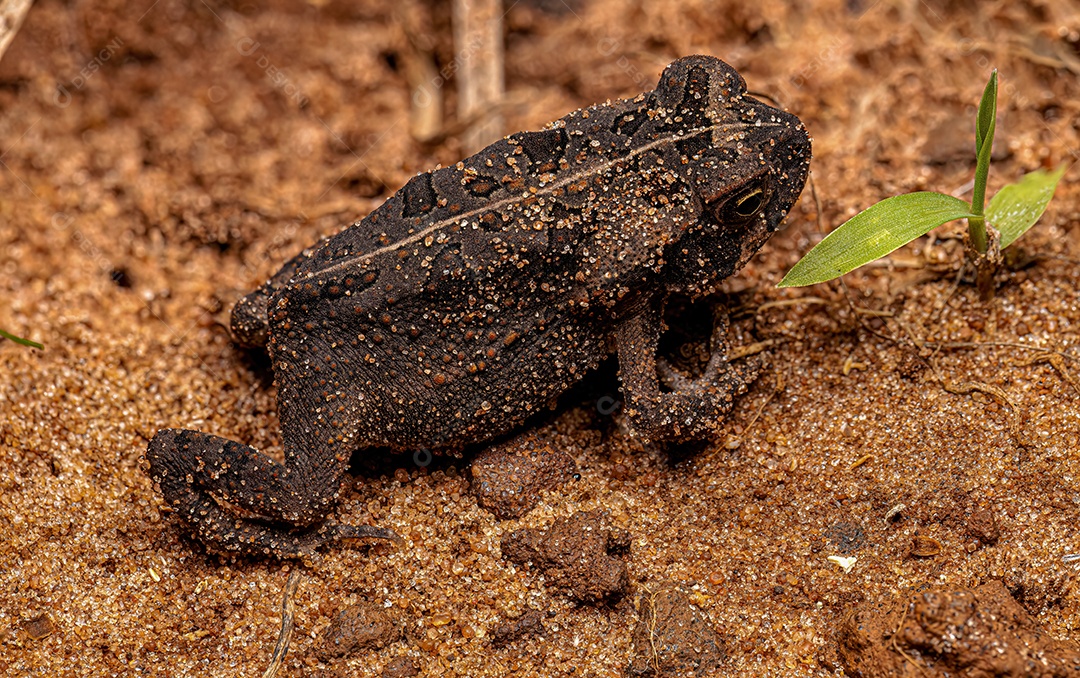 Sapo Cururu juvenil da espécie Rhinella diptycha