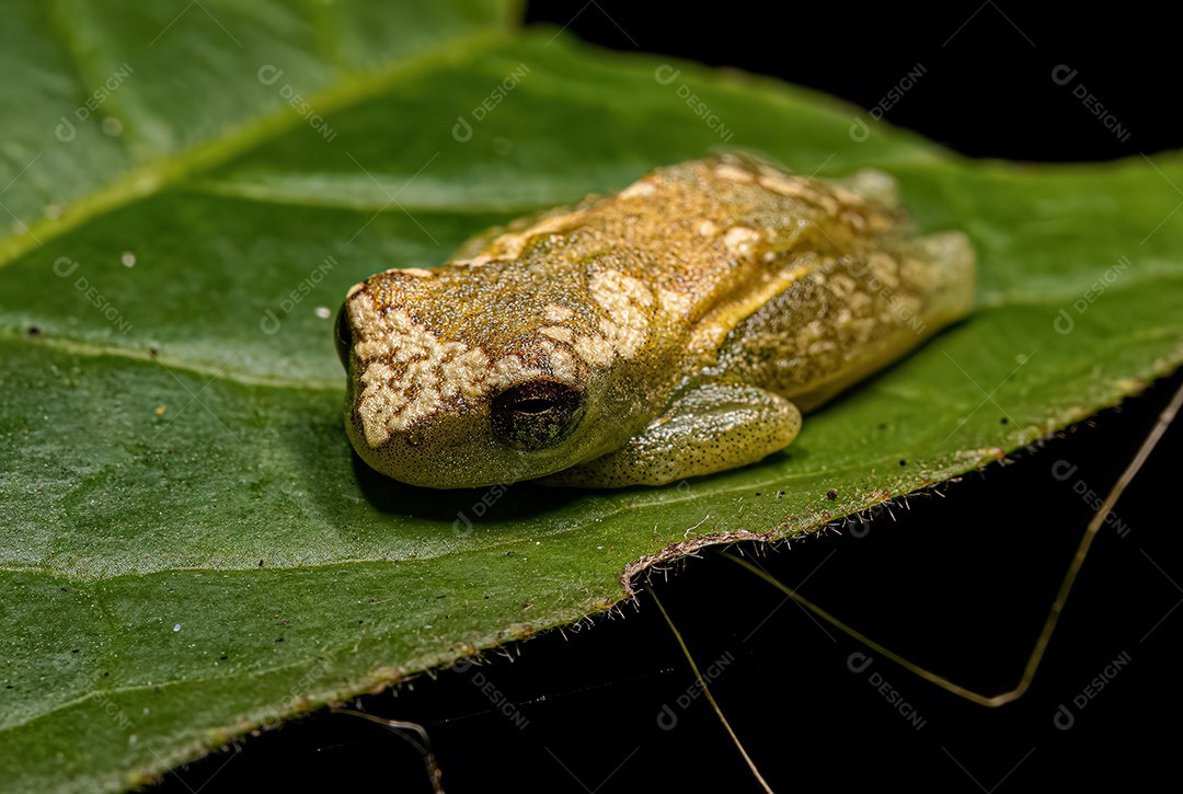 Perereca amarela do gênero Dendropsophus