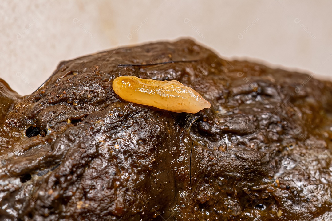 Proglótide de tênia da pulga da espécie Dipylidium caninum