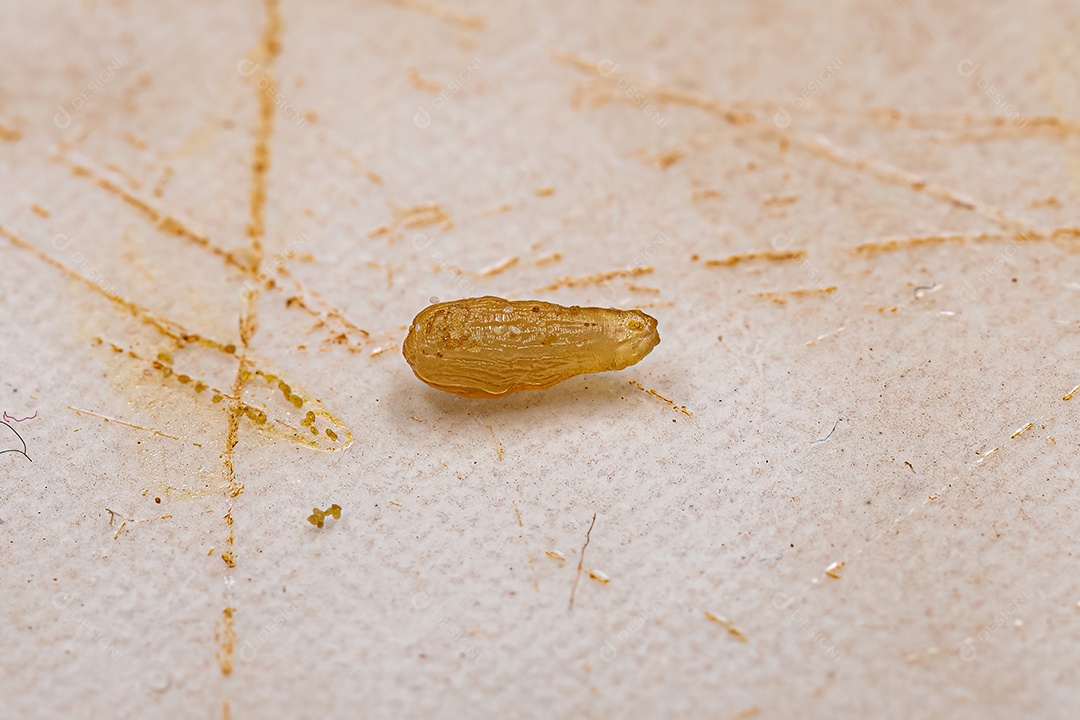 Proglótide de tênia da pulga da espécie Dipylidium caninum