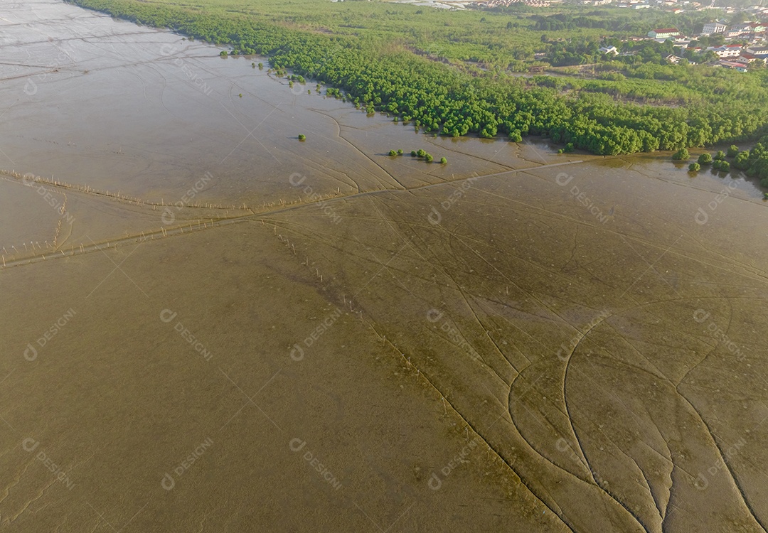 Floresta de mangue verde com luz solar da manhã. Ecossistema de mangue.