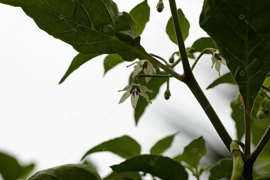 planta com flor da espécie Solanum paniculatum comumente conhecida como jurubeba uma beladona comum em quase todo o Brasil