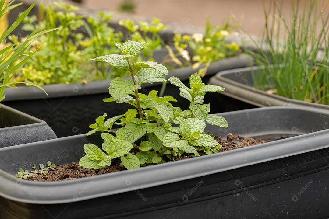 Pequena Planta Eólica do Gênero Phyllanthus