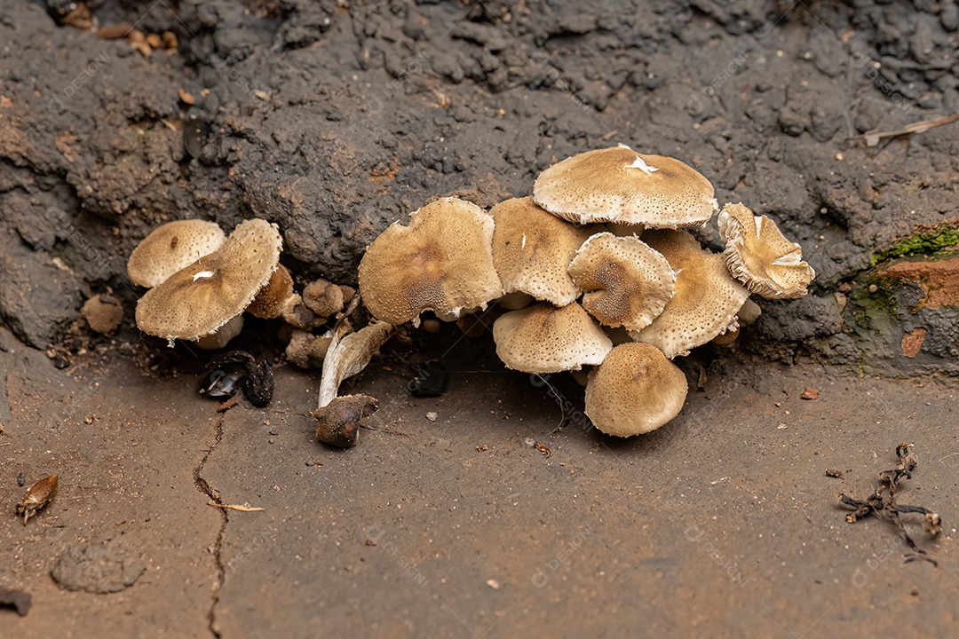 Pequenos fungos de suporte do gênero Trametes