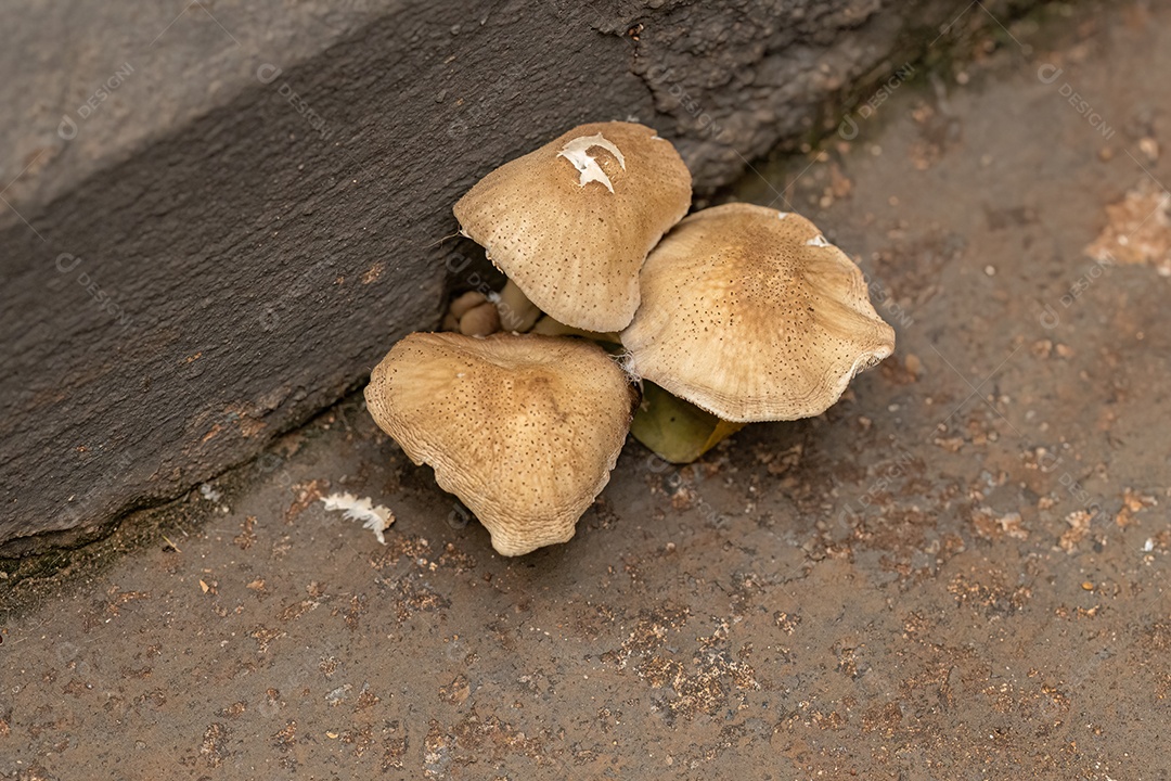 Pequenos fungos de suporte do gênero Trametes