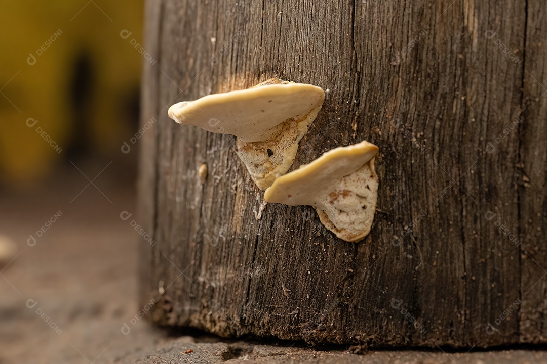 Pequenos fungos de suporte do gênero Trametes