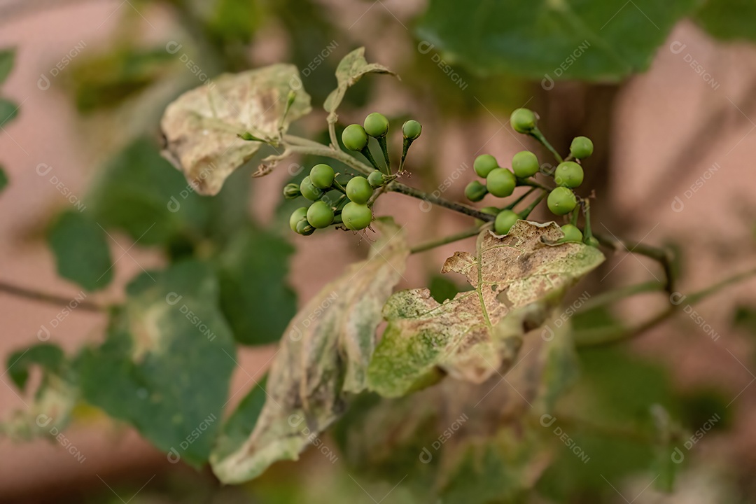 planta com flor da espécie Solanum paniculatum comumente conhecida como jurubeba uma beladona comum em quase todo o Brasil