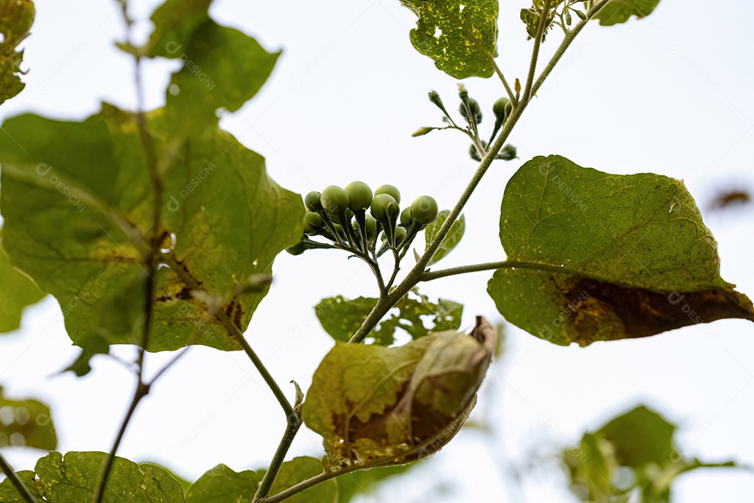 planta com flor da espécie Solanum paniculatum comumente conhecida como jurubeba uma beladona comum em quase todo o Brasil