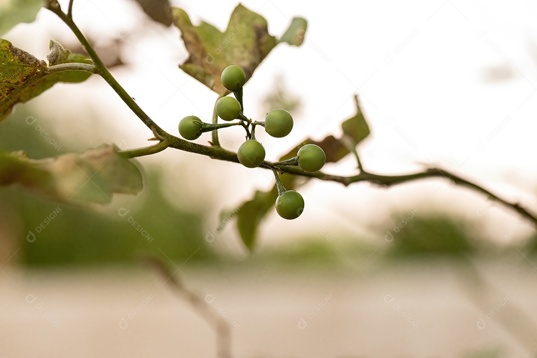 planta com flor da espécie Solanum paniculatum comumente conhecida como jurubeba uma beladona comum em quase todo o Brasil