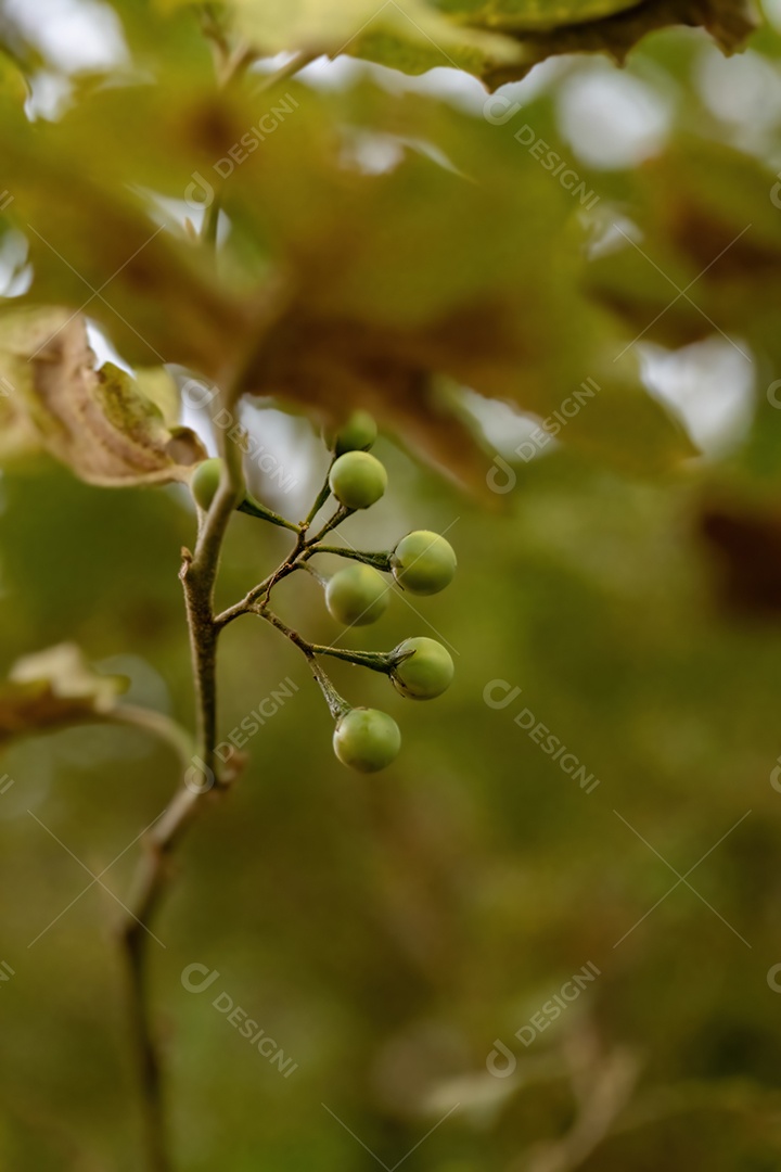 planta com flor da espécie Solanum paniculatum comumente conhecida como jurubeba uma beladona comum em quase todo o Brasil