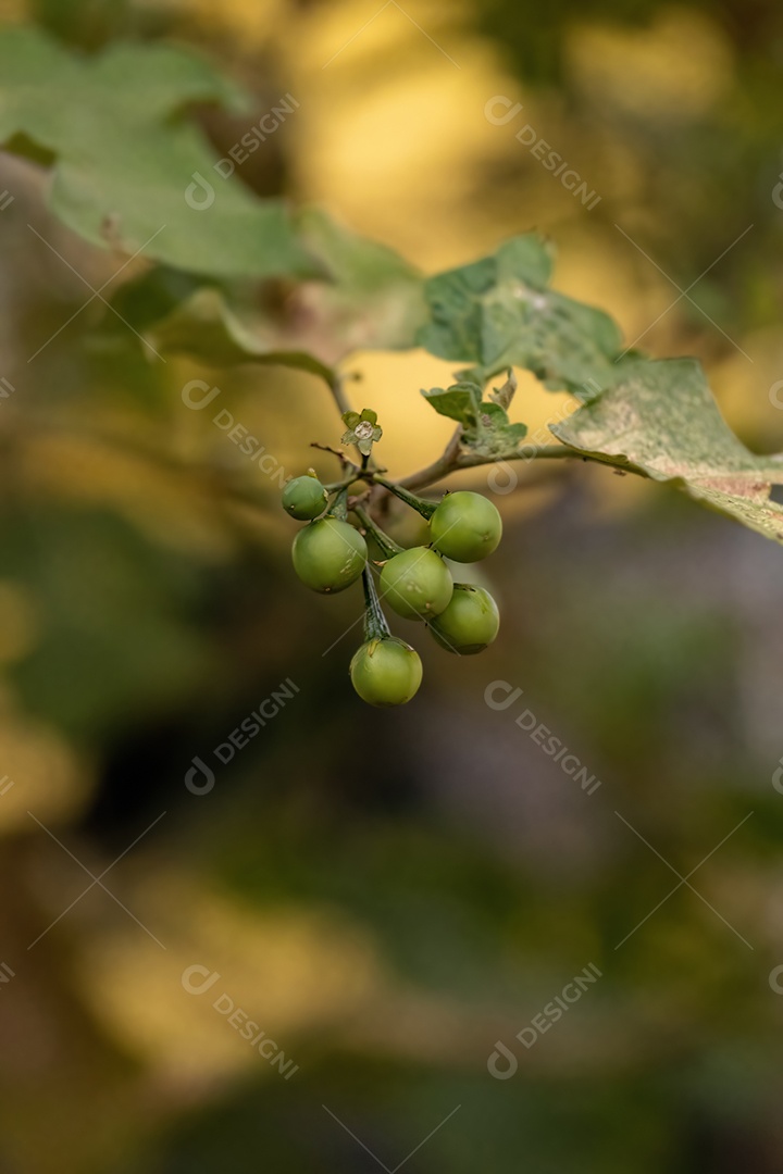 planta com flor da espécie Solanum paniculatum comumente conhecida como jurubeba uma beladona comum em quase todo o Brasil
