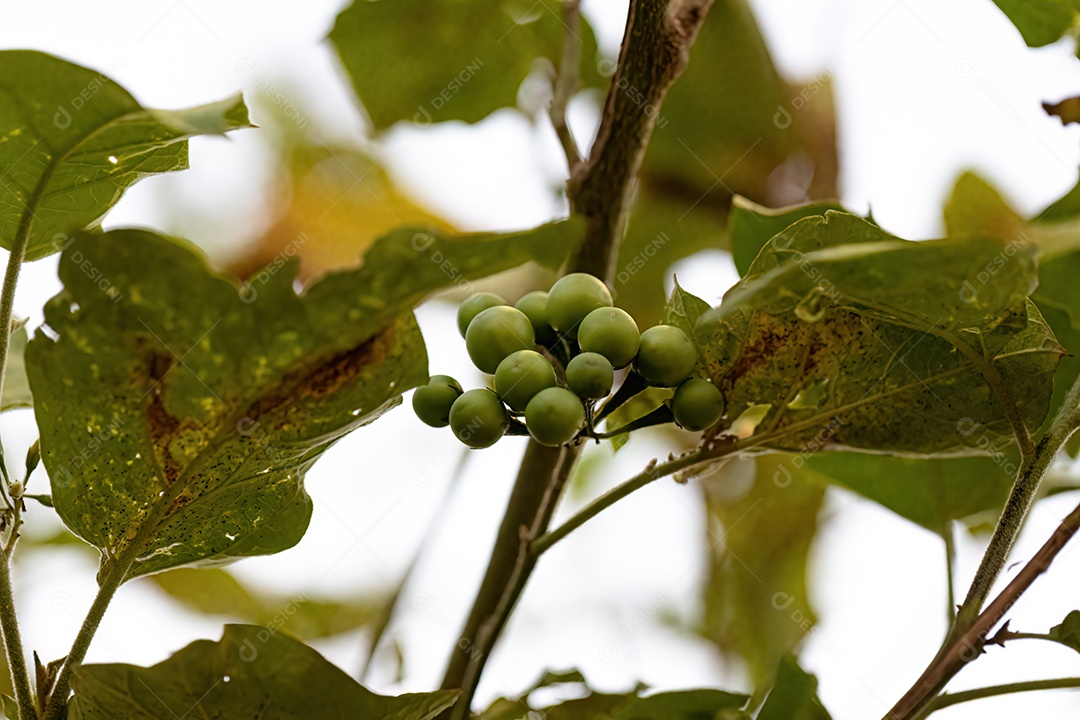 planta com flor da espécie Solanum paniculatum comumente conhecida como jurubeba uma beladona comum em quase todo o Brasil