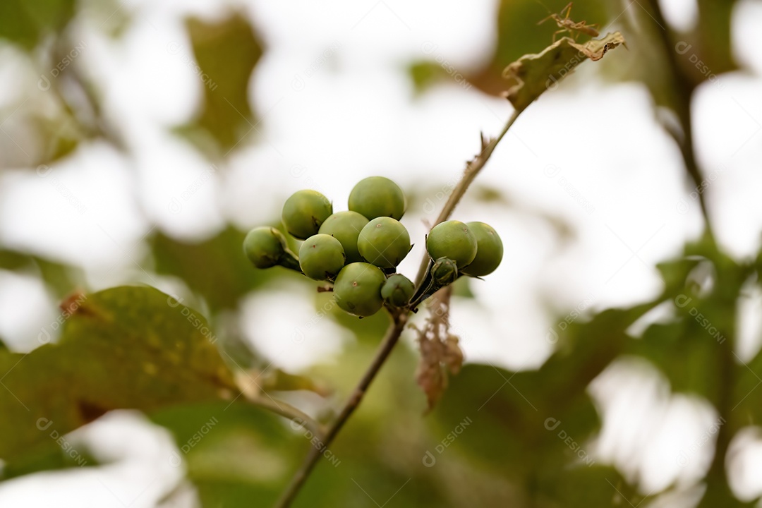 planta com flor da espécie Solanum paniculatum comumente conhecida como jurubeba uma beladona comum em quase todo o Brasil