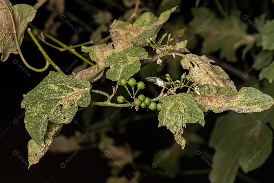 planta com flor da espécie Solanum paniculatum comumente conhecida como jurubeba uma beladona comum em quase todo o Brasil