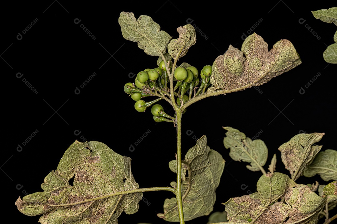 planta com flor da espécie Solanum paniculatum comumente conhecida como jurubeba uma beladona comum em quase todo o Brasil