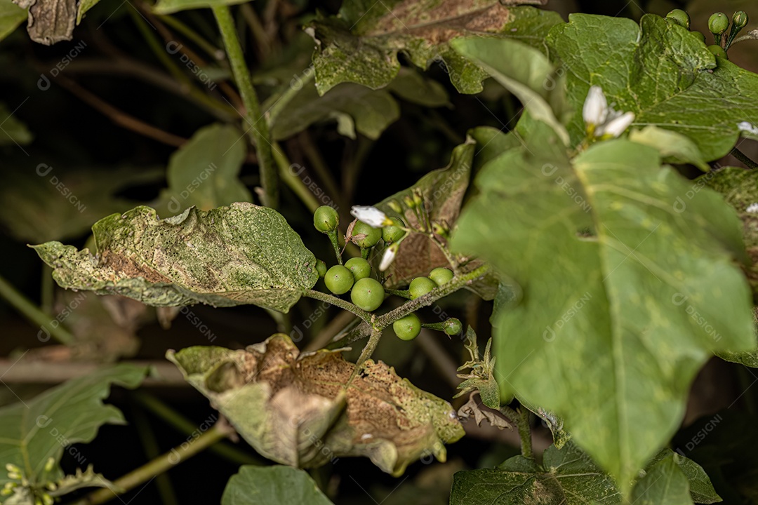 planta com flor da espécie Solanum paniculatum comumente conhecida como jurubeba uma beladona comum em quase todo o Brasil